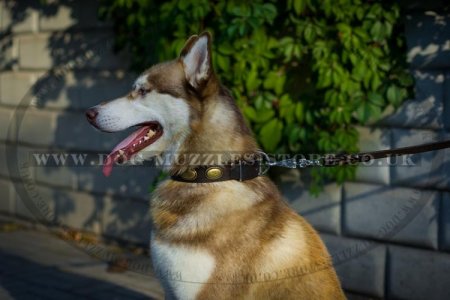"Ante Bellum" Handcrafted Studded Leather Collar For Husky