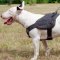 Bull Terrier Harness for Sale | Best Dog Harness with Handle