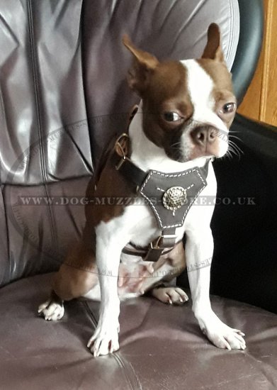 Gorgeous French Bulldog Harness Leather Design