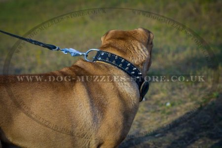 Adorable Shar Pei Dog Collar With Silver-Like Spikes 1.6 In
