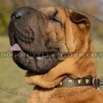 Shar Pei Collar with Square Studs | Shar Pei Dogs Style Collars