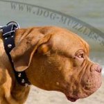 Dogue De Bordeaux Collars UK New Deasign with Pyramids