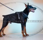 Leather Dog Harness for Walking and Training | Dog Harness UK