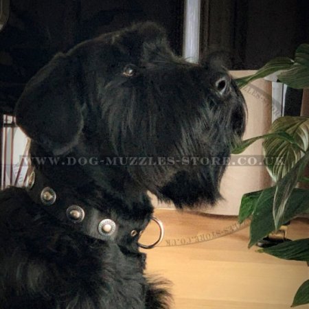 Designer Dog Collar with Silver Medals | Vintage Dog Collar