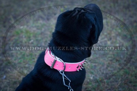 Original Style of Shar Pei Collar with Spikes and Studs