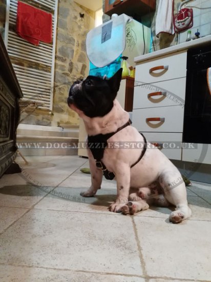 Best Adjustable French Bulldog Harness Leather Style & Comfort