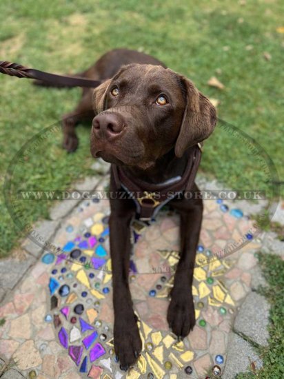 Dog Tracking, Walking Leather Dog Harness for Training