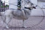 "Necklace" Best Collar For Siberian Husky With Silver-Like Studs