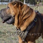 Comfortable, Soft Dog Harness with Brass Studs for Shar Pei Dogs