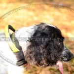 Best Spaniel Dog Collar with Handle for Training and Working