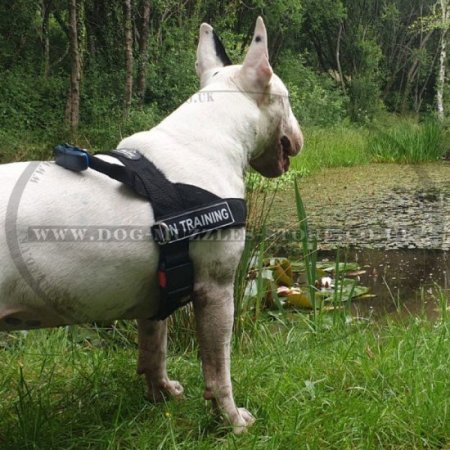 Bestseller English Bull Terrier Harness UK for Stop Dog Pulling