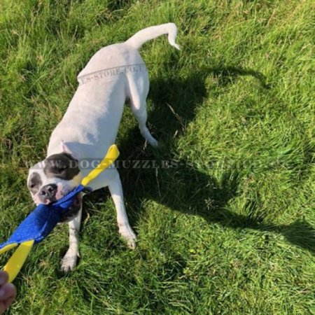 Best Bite Tug for Dogs with 2 Convenient Handles