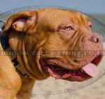 Dogue De Bordeaux Collar Plated Studded Design | Dog Collars UK