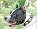 Elegant Dog Collar for Staffy | Designer Dog Collar Best Quality