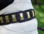 Royal Dog Collar for Amstaff Dogs UK | Best Dog Leather Collars