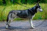 Black Designer Leather Studded Dog Collar For Siberian Husky