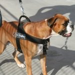 The Best Boxer Dog Harness to Stop Dog Pulling on a Leash