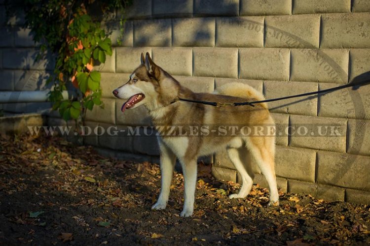 "Simple Honesty" Effective Choke Collar For Husky Training