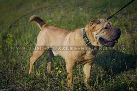"Noble Sir" Durable Dog Collar For Shar Pei UK