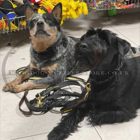"Strict Orders" High-Quality Herm Sprenger Dog Pinch Collar