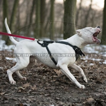 Agitation Training Padded Leather Dog Harness UK Pro Design