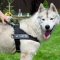 The Best No Pull Dog Harness for Husky Walking and Training