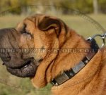 Shar Pei Dog Collars with Silver Plates and Pyramids