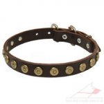 Leather Dog Collar Brass Studded | Small Dog Collar UK