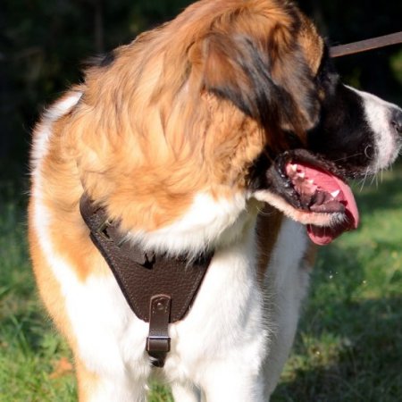 Extra large breed dog sales harness
