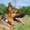 Strong Nylon Dog Collars with Plates for GSD Style