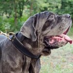 Neapolitan Mastiff Collars for Strong Control, 2 Ply Leather