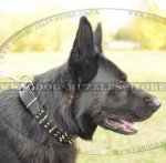 Leather Collar for German Shepherd with Spikes and Studs