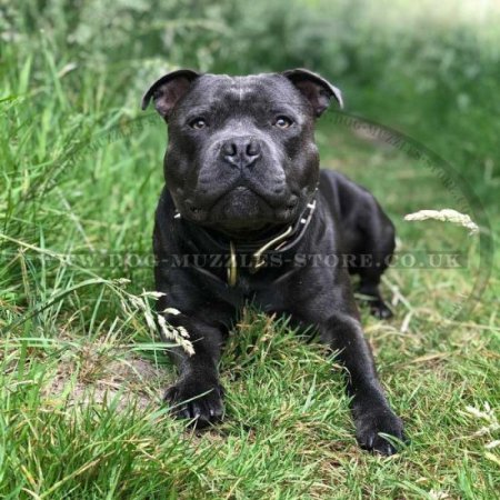Cheeky Spiked Leather Dog Collar from FDT Artisan