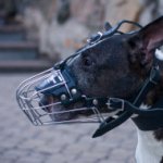 Basket English Bull Terrier Muzzle UK with Perfect Ventilation