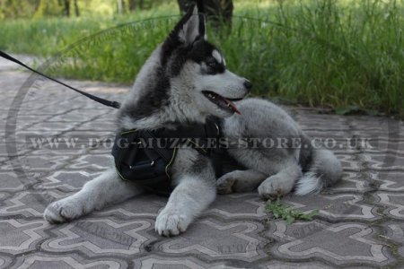 Strong Nylon Dog Harness With Handle For Husky Puppy Training