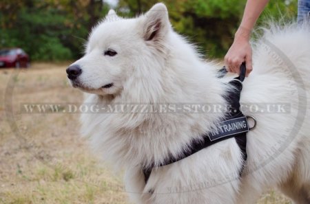 The Best Harness for Samoyed to Stop Pulling