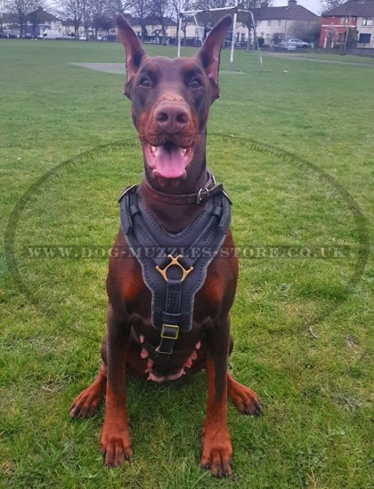 Favorite Large Leather Dog Harness UK Best Seller