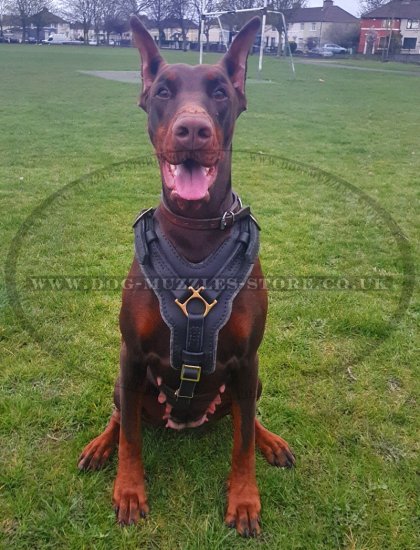 Best doberman harness clearance
