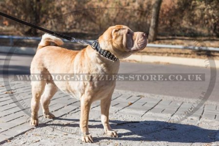 "Premium Finery" Stylish Leather Dog Collar For Shar Pei 1.6"