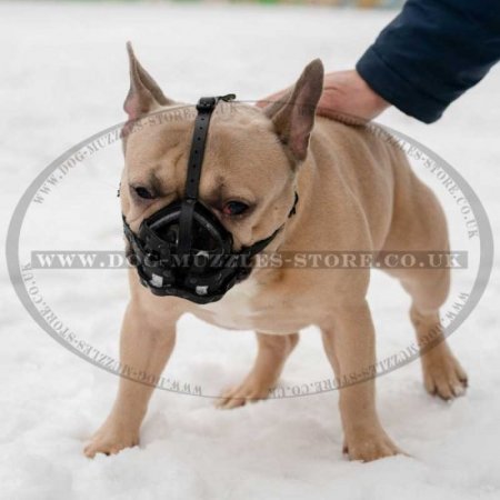 French Bulldog Muzzle UK | Leather Dog Muzzle for Frenchie