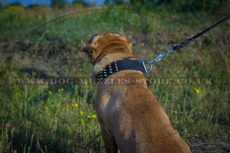 "Top Paw Style" Elegant Spiked Leather Dog Collar For Shar Pei
