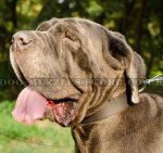 1.6" Wide Leather Dog Collar for Neapolitan Mastiff