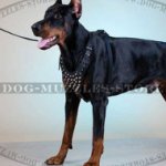 Dog Harness with Pyramid Decorations | Leather Dog Harness