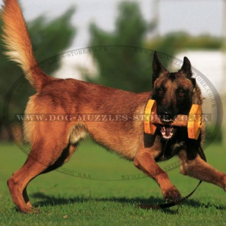 Yellow Dog Training Dumbbell for IGP