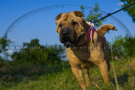 "Perfect Look" Ultramodern Brown Leather Dog Collar For Shar Pei