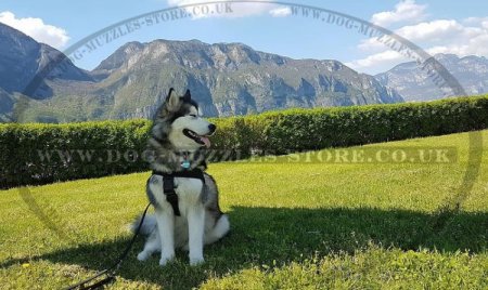 Non Pull Dog Harness UK Bestseller with Front Clip and Ring