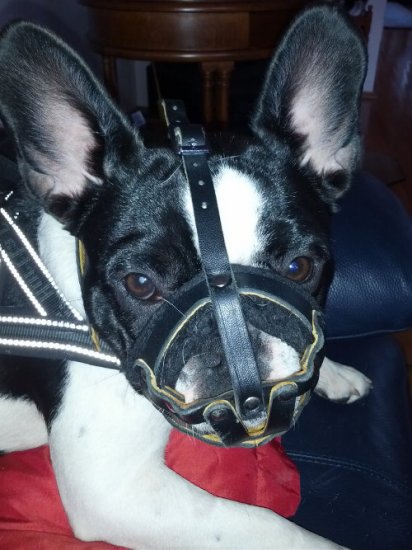 Russian Dog Muzzle Uk Russian Dog Muzzle Uk