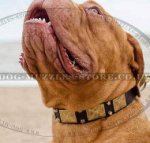 Dog De Bordo Collar Leather with Studs | Best Leather Dog Collar