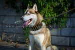 "King Style" Extra Durable Leather Dog Collar For Siberian Husky
