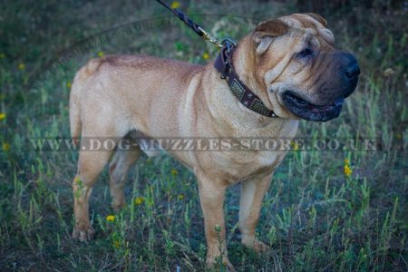 Best collar on sale for shar pei